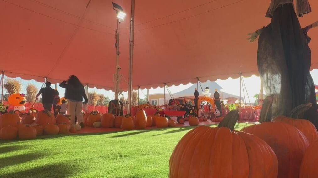 Bay Area families ready to enjoy fall activities welcome weather cooldown — CBS Bay Area (KPIX), Portola Valley Arts news