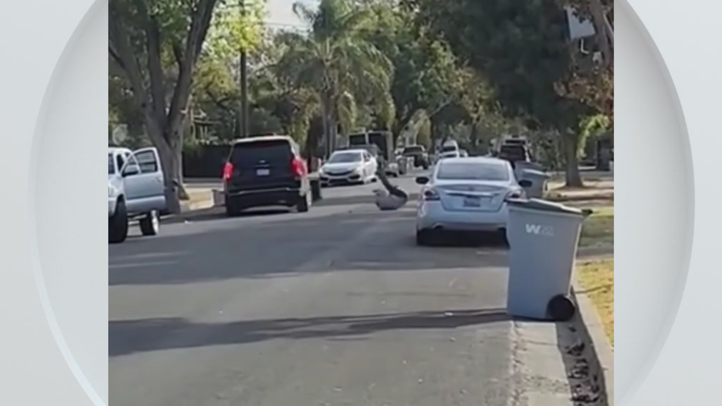 Federal immigration vehicle hits pedestrian in Woodland, police say — CBS Bay Area (KPIX), Portola Valley Health news