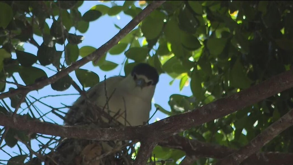 Oakland's official bird among those threatened with removal of downtown trees for housing complex — CBS Bay Area (KPIX), Portola Valley Real Estate news