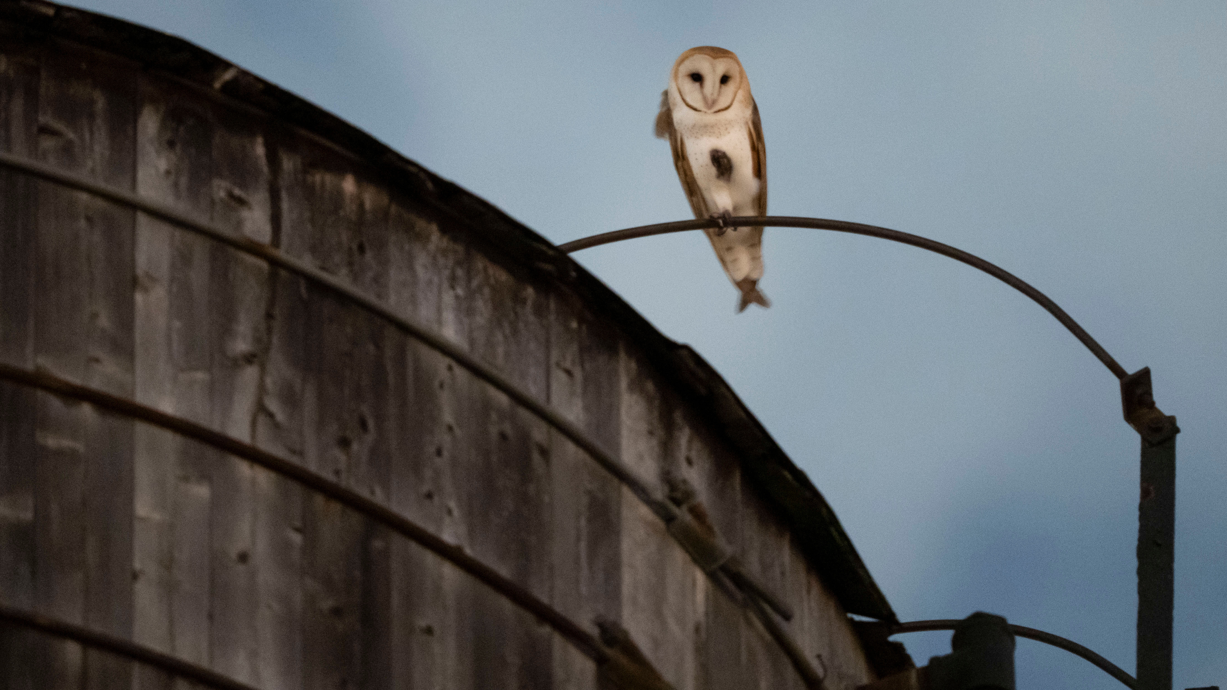 A rare family of barn owls moved into Manhattan's Upper West Side
       — ABC 7 Bay Area, Portola Valley Business news