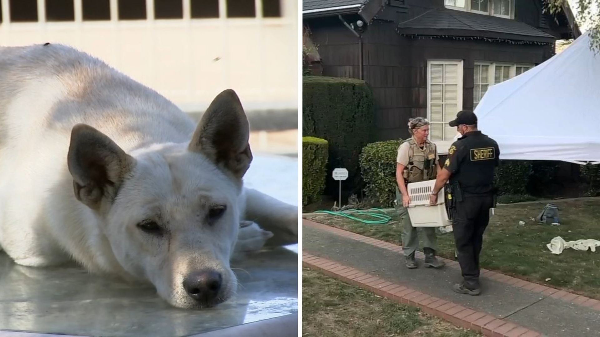 44 dogs removed from Vallejo 'hoarder' home linked to convicted breeder in animal cruelty case
— ABC 7 Bay Area, Portola Valley Real Estate news