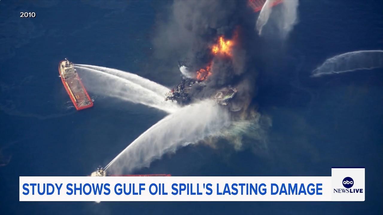 Marine life dramatically declined in Gulf of Mexico in years after BP oil spill, study finds
— ABC 7 Bay Area, Portola Valley Community news