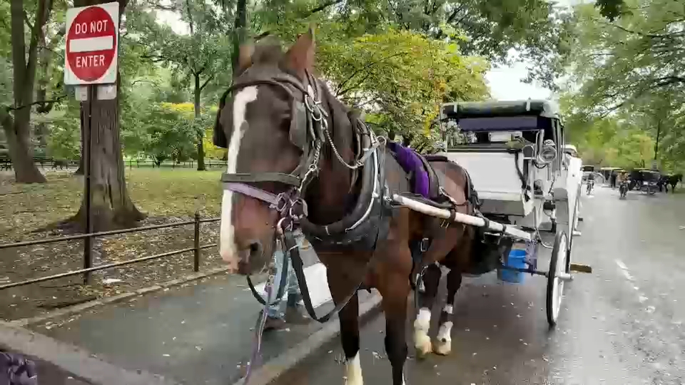 New York City Council passes law to phase out horse-drawn carriages by 2028
— ABC 7 Bay Area, Portola Valley Government news