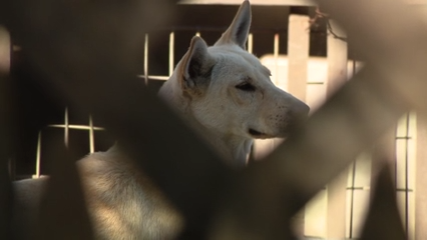 Dozens of dogs taken from Vallejo home amid animal cruelty investigation — KTVU FOX 2 Bay Area, Portola Valley Real Estate news